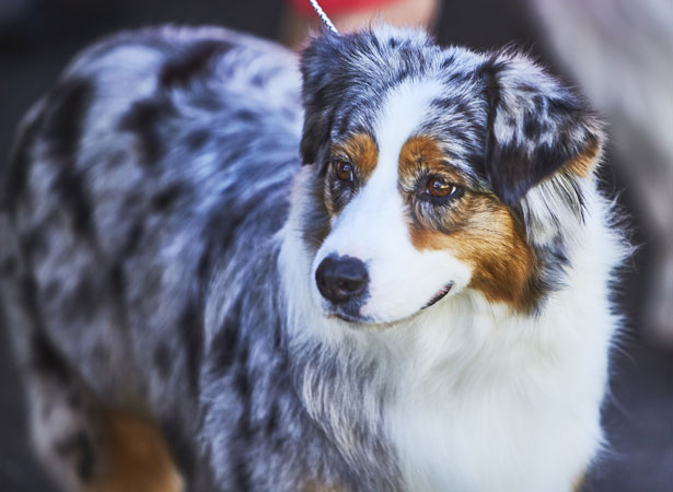 Melbourne Royal All Breeds Championship Dog Show